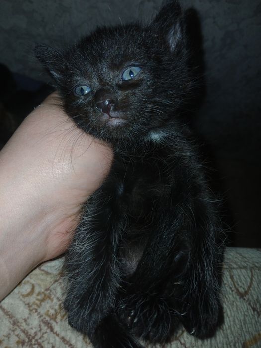 От дам котят в хорошие руки