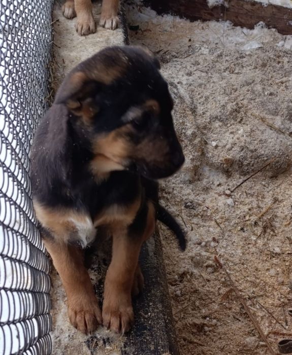 Отдам в добрые руки