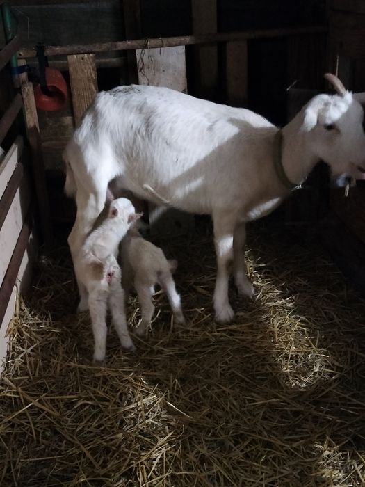 De vânzare țapușori saanen