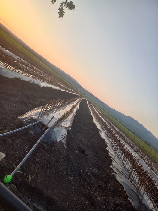 Butasij vita de vie anul 2 și anul 3