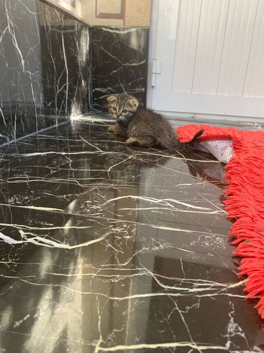 Котята/ mushukchalar/ kittens