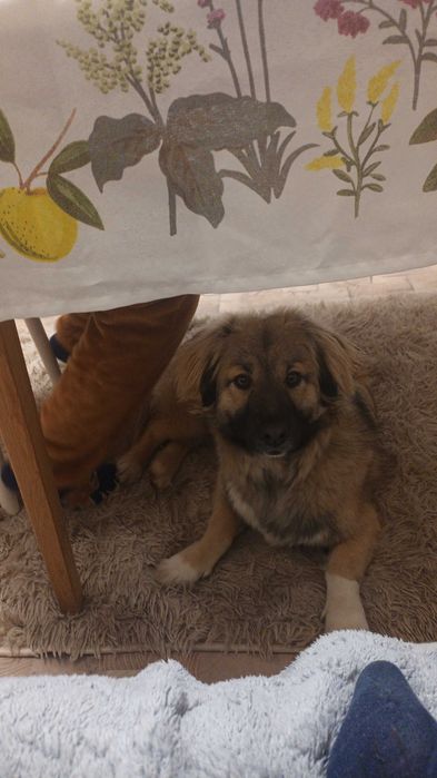 Donez catelusa 8 luni, talie medie