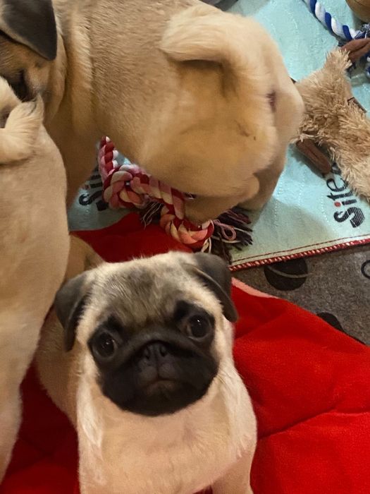 Fetita pug cu pedigree FCI