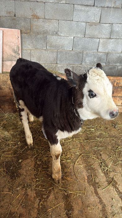 Сиыр бызауымен сатылады