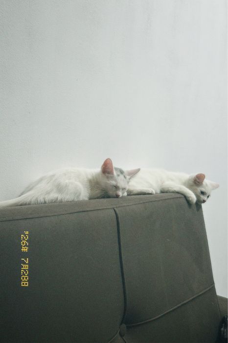 Белые котята месяца 4, еще не привит
