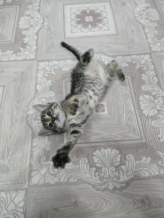 Отдадим котиков.