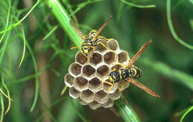 Осы) осиное гнездо лечебные