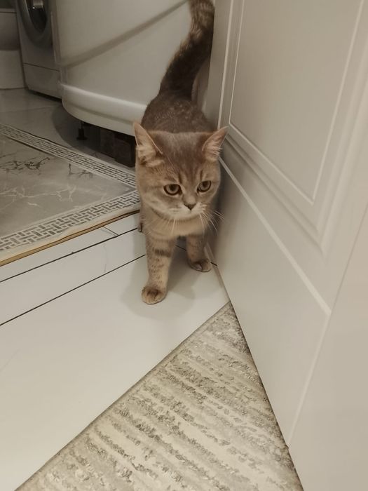 Кот смесь британца и шиншиллы