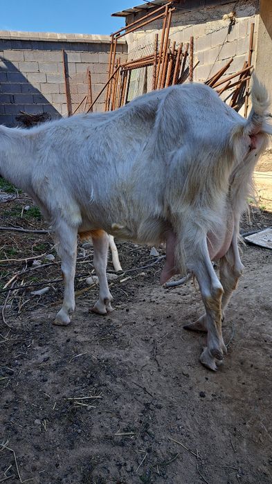 Ешки сатылады 3лагымен бирге