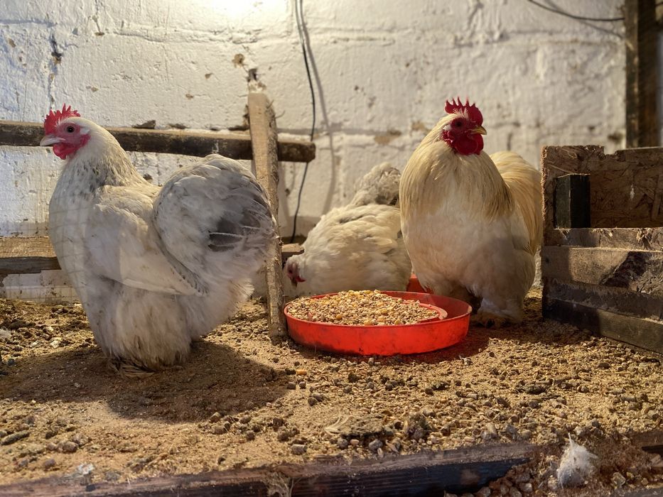 Карлики кохинхины