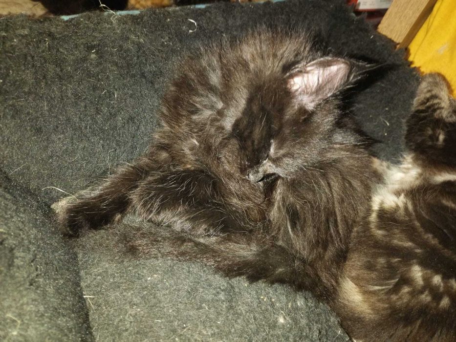 Котенца Мейн куун