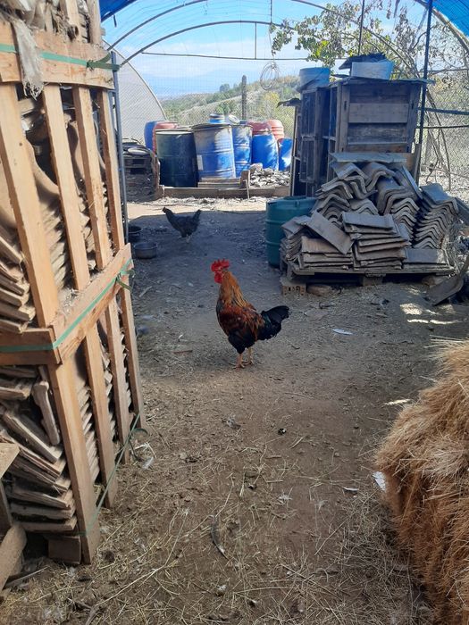 Продавам кокошки