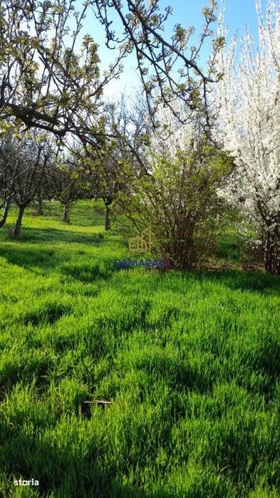 Teren de vanzare in Tamadau Mare, jud. Calarasi – Strada Principala