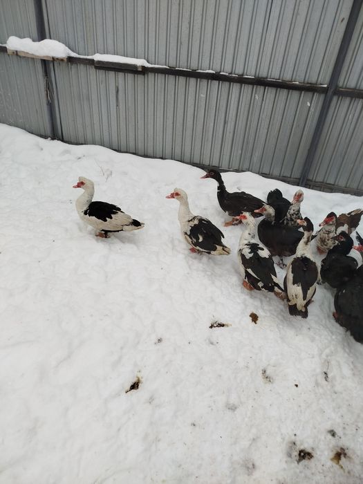 Утки селезни продам