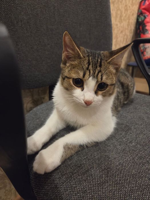 Котёнок 6 месяцев