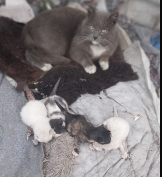 Отдам котят красивые бесплатно есть трехцветный