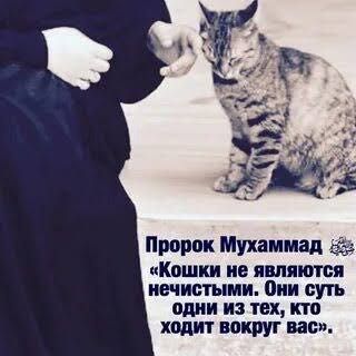Ок мушук сотилади