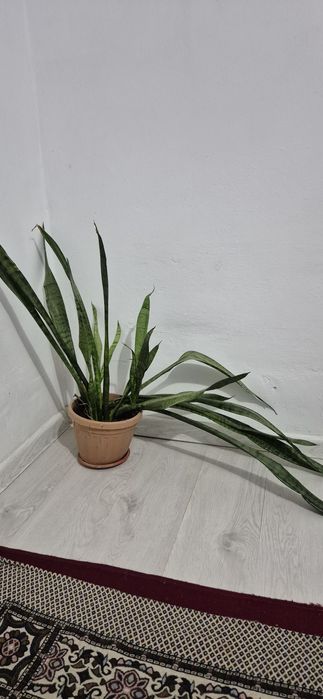 Гүлдер сатылады  бағасын келісеміз