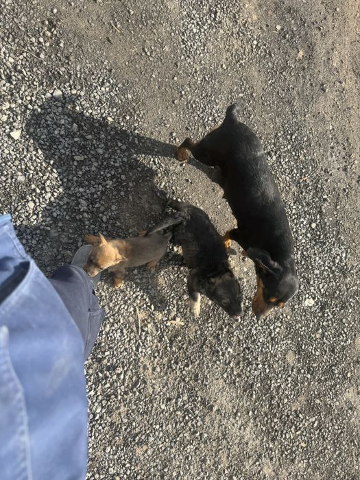 Собака канден.