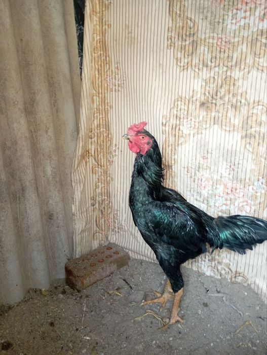 dakan xo'roz sotiladi