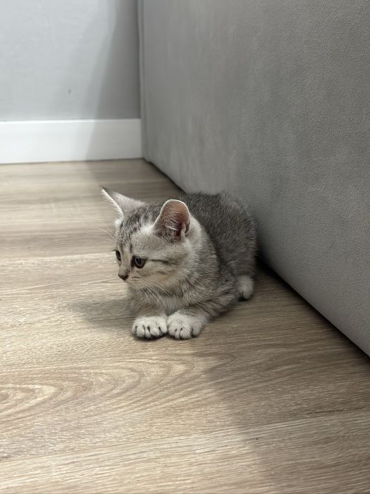 Продам породистых котят