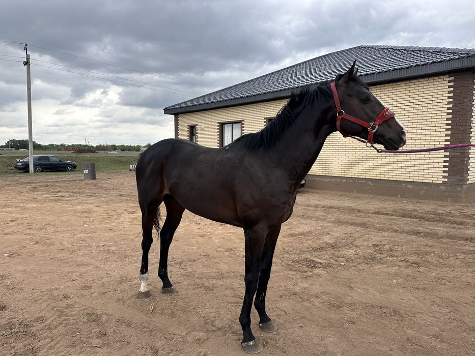 Продается производитель