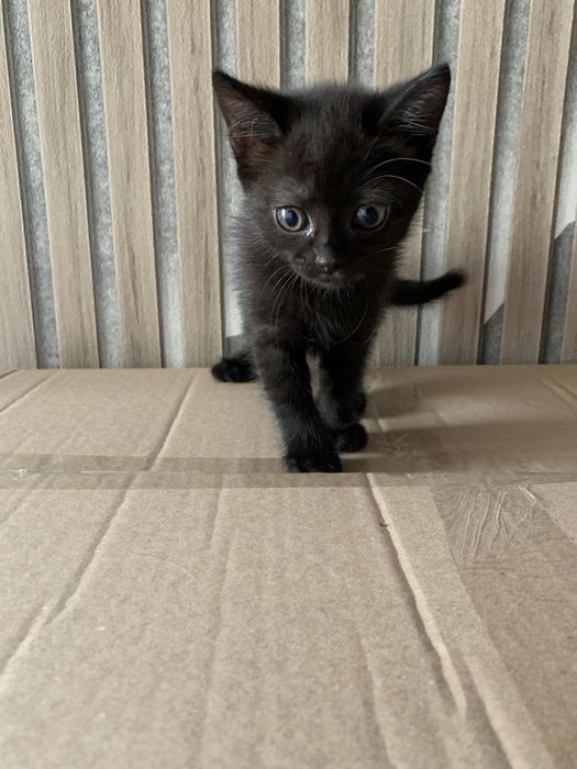 Отдам котенка кошечку