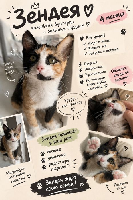 Котята - 3 месяца, девочки