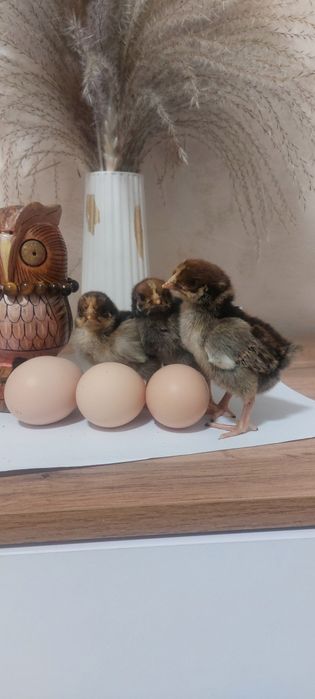 Инкубационное яйцо