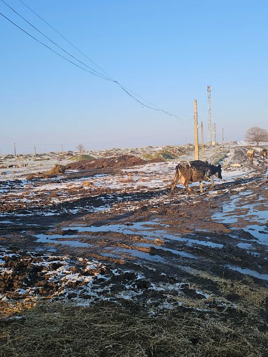 Ofer spre vanzare 10 vaci