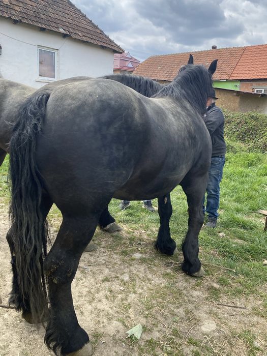 Se vinde dova manze una de 3 ani si una 4