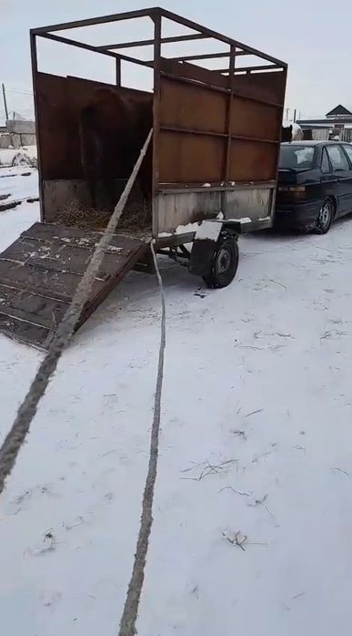 Прицеп Коневозка. Продам или обмен