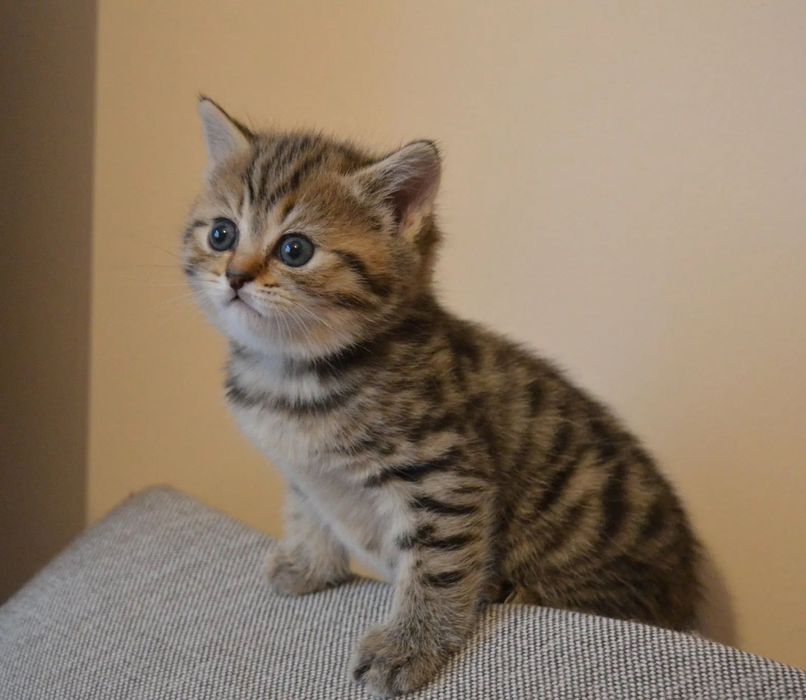 Прекрасные Котята