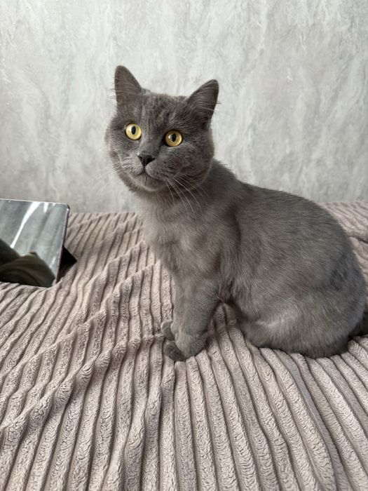 Отдам кошку в хорошие руки