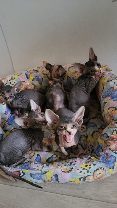 Девочки и Мальчики Донские Сфинксы.