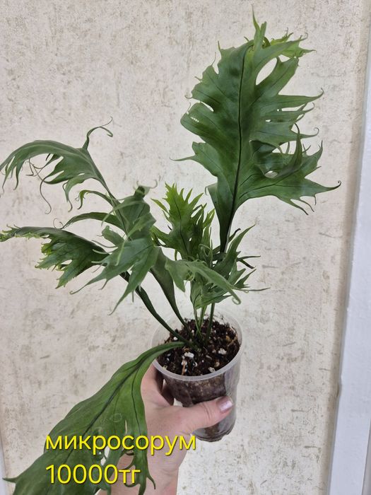 Папоротники сортовые