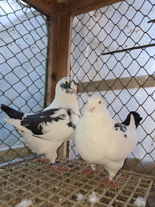 AGH,liberi se dau și la schimb