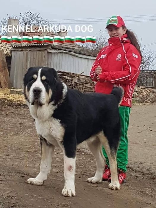 Средноазиатска овчарка