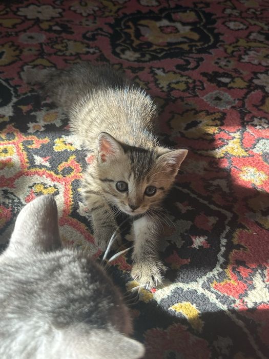 Котята в добрые руки