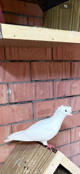 Летний бойный голубь