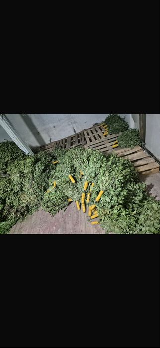 Веники банные березовые