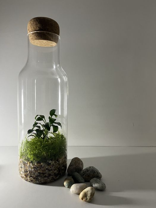 Флорариум (Анубиас)