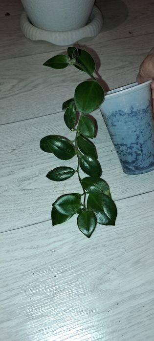 Домашние растения, цветущие