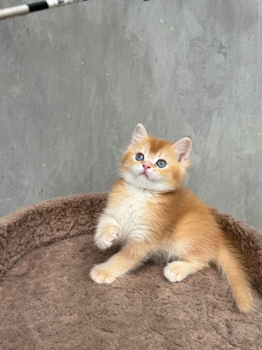 Британские котята.