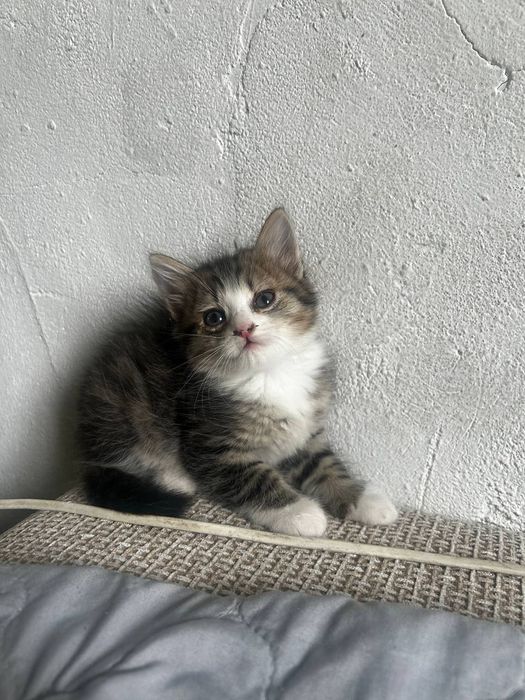 отдам котят в хорошие руки