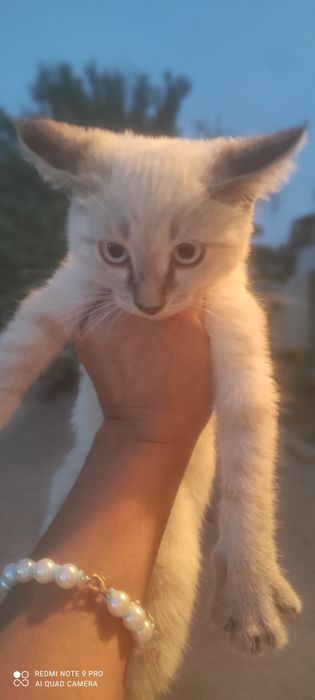 Котята бесплатно