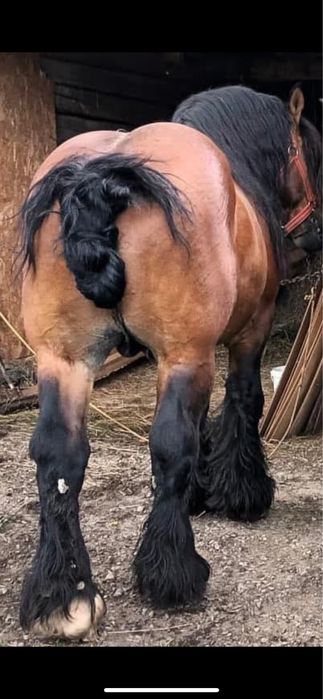 Armasar Ardenez de vânzare