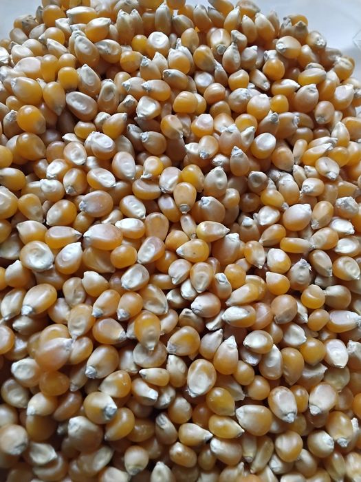 Porumb pentru floricele(popcorn) din producție proprie, fără chimicale