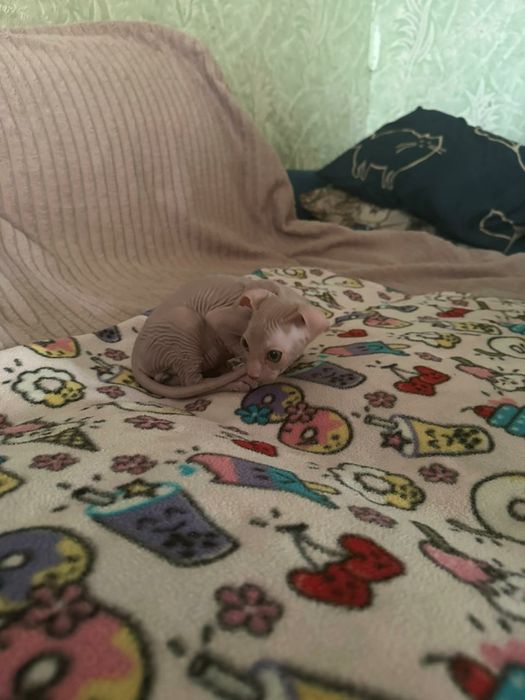 Котята Сфинксы канадские