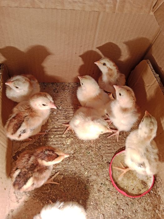 Цыплята даканхороших кровей